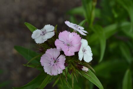 Small tender inflorescences. Bright colorful background from green leaves. Carnation Cloves Turkish. Dianthus barbatus. Close-upの写真素材