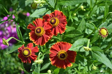 Beautiful summer flower. Home garden, flower bed. Helenium Konigstiger. Helenium. Helenium autumnale. Bush Helenium. Green leaves. Beautiful bright flowers. Perennialsの写真素材