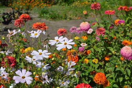 Cosmos, a genus of annual and perennial herbaceous plants of the family Asteraceae. White flowers