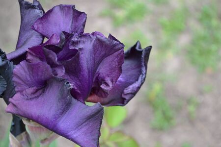 Home garden, bed. Iris. Perennial rhizomatous plant of the Iris family (Iridaceae). Luxurious purple...