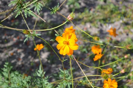 Flower bed, beautiful gentle plants. Homemade plant, gardening. Cosmos, a genus of annual and perennial herbaceous plants of the family Asteraceae. Orange flowersの写真素材
