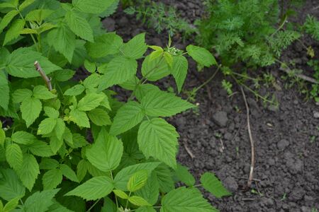 Raspberry ordinary. Rubus idaeus, shrub, a species of the Rubus genus of the family Rosaceae....