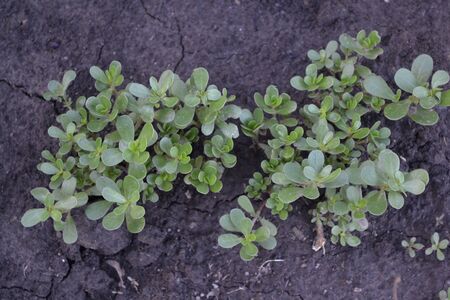 Gardening. Home garden, flower bed. House, field, farm, village. Green leaves, bushes. Purslane, annual herbaceous succulent plants. Portulaca oleracea. Tasty and healthyの写真素材