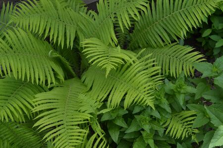 Gardening. Home garden. House, field. Green leaves, bushes. Decoration flower beds, beautiful curls. Fern. Polypodiophyta. Fern Leaf - Frondの写真素材