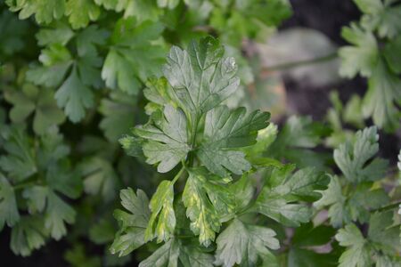 Gardening Home plants, products. Natural. Home garden, flower bed. Green. Parsley. Petroselinum...