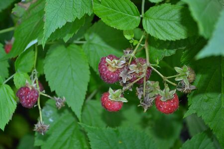Raspberry ordinary. Rubus idaeus, shrub, a species of the Rubus genus of the family Rosaceae....