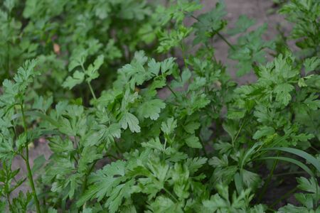 Home garden. Gardening. Home plants, products. Natural. Parsley. Petroselinum crispum, biennial herb. Popular cooking seasoningの写真素材