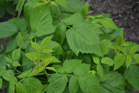 Rubus idaeus, shrub, a species of the Rubus genus of the family Rosaceae. Raspberry ordinary....