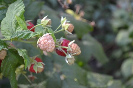 Rubus idaeus, shrub, a species of the Rubus genus of the family Rosaceae. Raspberry ordinary....