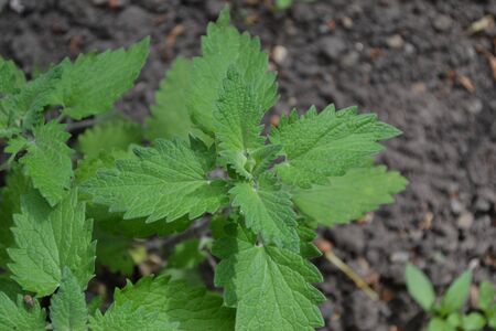 Gardening. Home garden, flower bed. Melissa officinalis. Perennial essential oil herb. Green leaves....