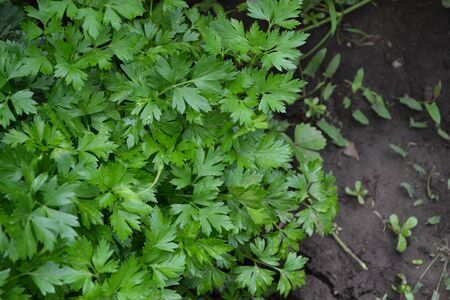 Popular cooking seasoning. Parsley. Petroselinum crispum, biennial herb. Gardening. Greenの写真素材