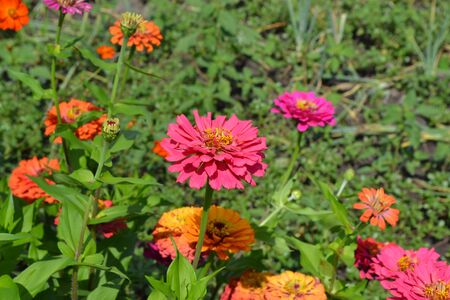 Zinnia, a genus of annual and perennial grasses and dwarf shrubs of the Asteraceae family. Flower Zinnia. Gardening. Home garden, flower bed. House, field, farm, village. Red flowersの写真素材