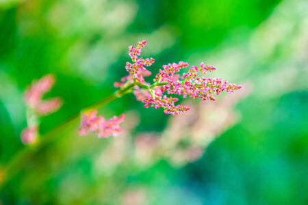 Beautiful wildflower in the fieldの写真素材