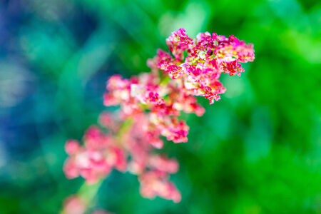 Wildflower abstractの写真素材