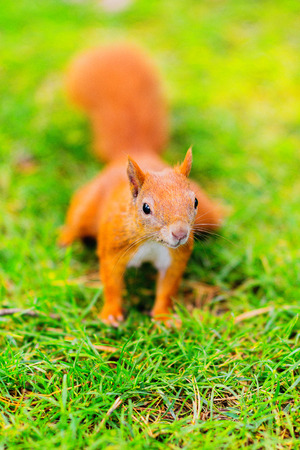Red sqiurrel on the grassの写真素材
