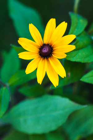 Bright yellow rudbeckia or Black Eyed Susan flowers in the gardenの写真素材