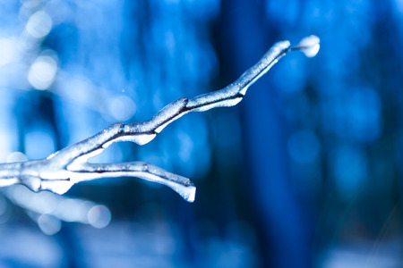 frozen twig mysterious backgroundの写真素材