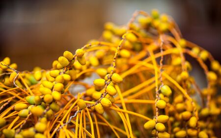Twigs of ripe date with sweet fruits close up - selective focus - shallow deep of fieldの写真素材