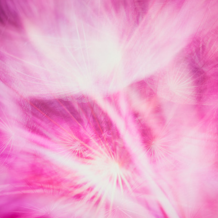 Colorful Pink pastel background - Vivid color abstract dandelion flower - extreme closeup with soft focus, beautiful nature detailsの写真素材