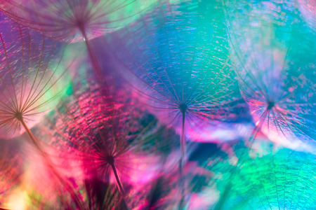 Colorful pastel background - Vivid color abstract dandelion flower - extreme closeup with soft focus, beautiful nature details