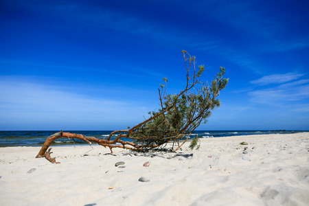large branch on the sandy beach at Baltic Seaの写真素材