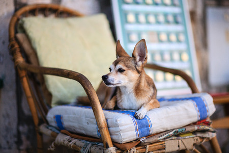 lovely white brown dog close up lying on a wooden chair waiting for ownerの写真素材