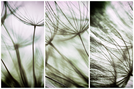 Composition - Vintage watercolor abstract background - monochrome dandelion flower - extreme closeup with soft focus, beautiful pastel nature detailsの写真素材