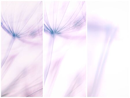 Composition - Vintage watercolor abstract background - monochrome dandelion flower - extreme closeup...