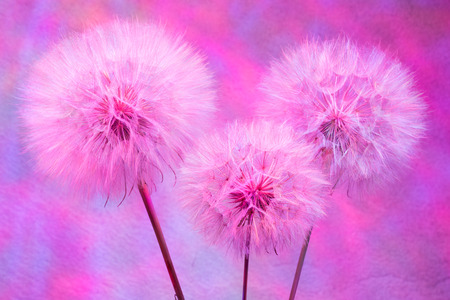 Colorful pastel background - Vivid color abstract dandelion flower -  extreme closeup with soft focus, beautiful nature detailsの写真素材