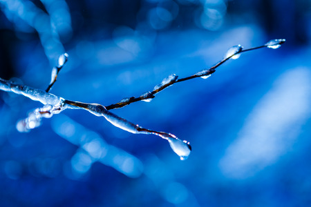 winter background - frozen icy twig mysterious background. Very shallow depth of field