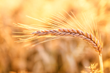 Barley - one shining golden ear of corn on barley field - summer backgroundの写真素材
