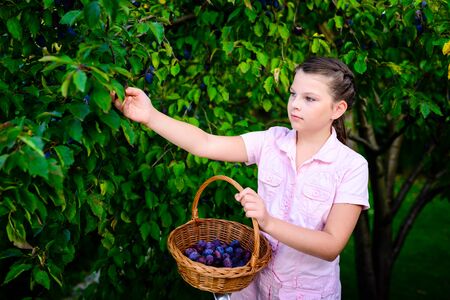 Orchard, fruits - girl picking plums from a treeの写真素材