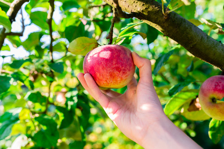 woman hand picking red apple from a tree in summerの写真素材