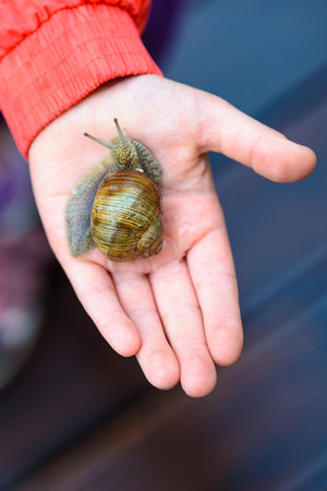 Snail on child hand on the brown terrace backgroundの写真素材