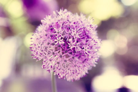 Close up of Purple Allium flower - vintage version
