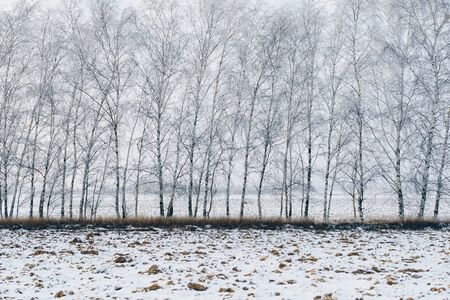 Nature of winter - birch-trees covered with snowの写真素材