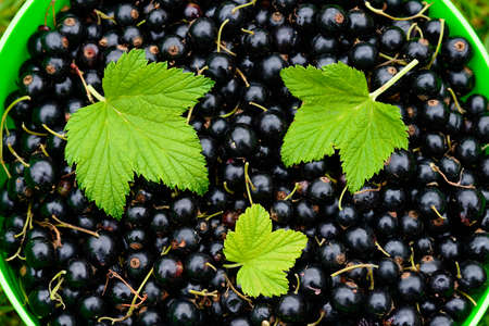 Ripe blackcurrant berries with green leavesの写真素材