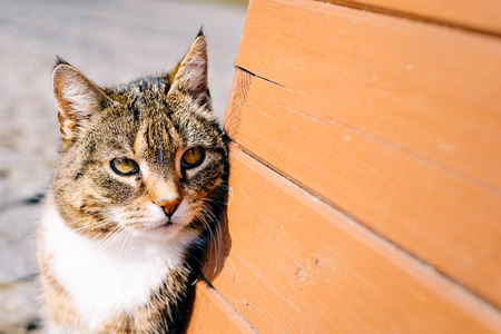 curious kitty looking from behind a wooden potの写真素材
