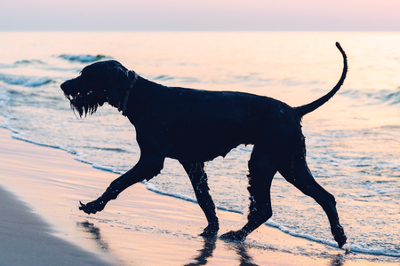 Silhouetted photo of a large black dog (schnauzer) running along a beachの写真素材