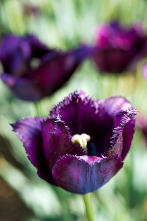 Black dark purple frayed  tulip in nature - shallow depth of fieldの写真素材