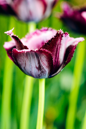 Dark purple frayed  tulip in nature - shallow depth of fieldの写真素材