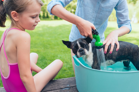 kids wash boston terrier puppy in blue basin  in summer garden on a wooden terraceの写真素材