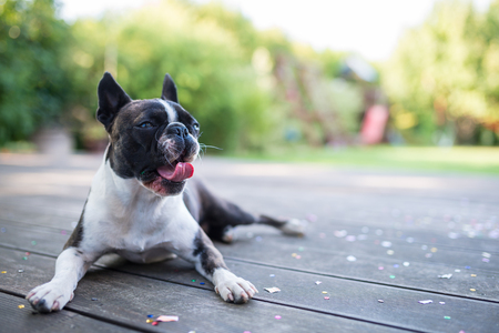 Yawning dog - boston terrier - lying on a wooden terraceの写真素材