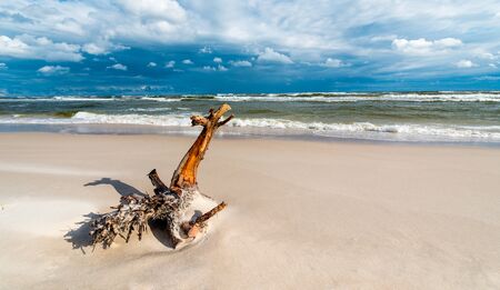 A piece of tree trunk thrown onto a sandy seaside beachの写真素材