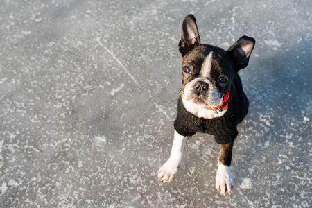 Boston Terrier puppy sitting in a winter scenery wearing a black sweaterの写真素材
