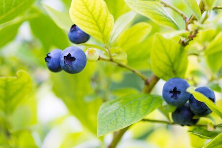 green blueberry bush with ripe fruit - summer backgroundの写真素材