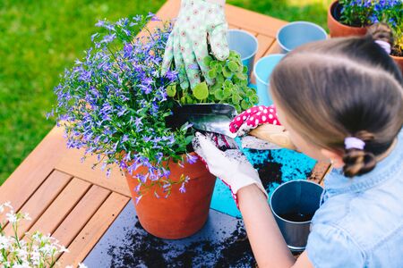Mother and daughter planting flowers in pots in the garden - concept of working together, closeness, spending leisure time with familyの写真素材