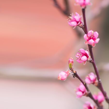 Blooming apple tree. Selective focus. Nature backgroundの写真素材
