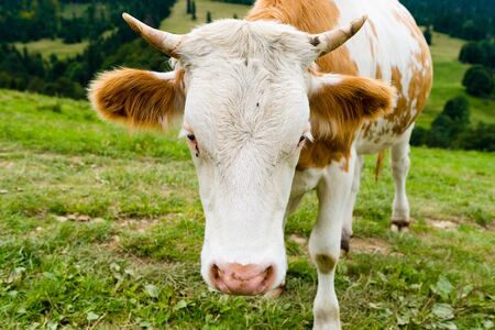 cow on a mountain meadow, Pieniny Mountains, Polandの写真素材