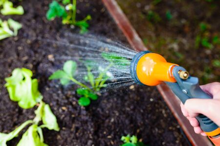 Watering a greengrocer with fresh vegetable seedlings using a garden hose - focus on the spray gunの写真素材